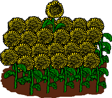 Individualistic sunflower